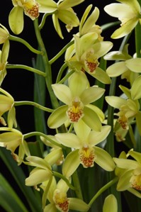 Cymbidium Doctor Seton Christmas HCC/AOS 76 pts.